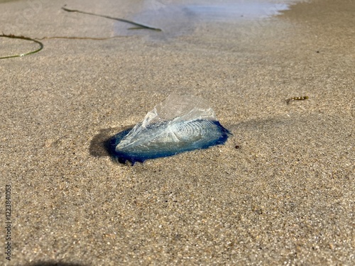 A Portuguese Man o' War, also called Bluebottle, washed up on a sandy beach photo