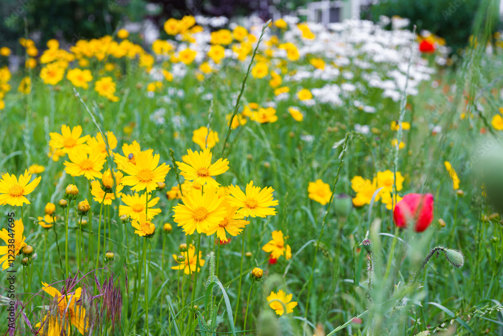 Coreopsis lanceolata, Lanceleaf Tickseed or Maiden eye on meadow, field blooming in summer. Nature, plant, floral background. Garden, lawn of yellow flowers lance leaved Coreopsis in bloom Coreopsis lanceolata, Lanceleaf Tickseed or Maiden eye on meadow, field blooming in summer. Nature, plant, floral background. Garden, lawn of yellow flowers lance leaved Coreopsis in bloom