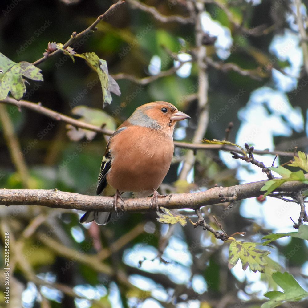 Fototapeta premium robin on a branch