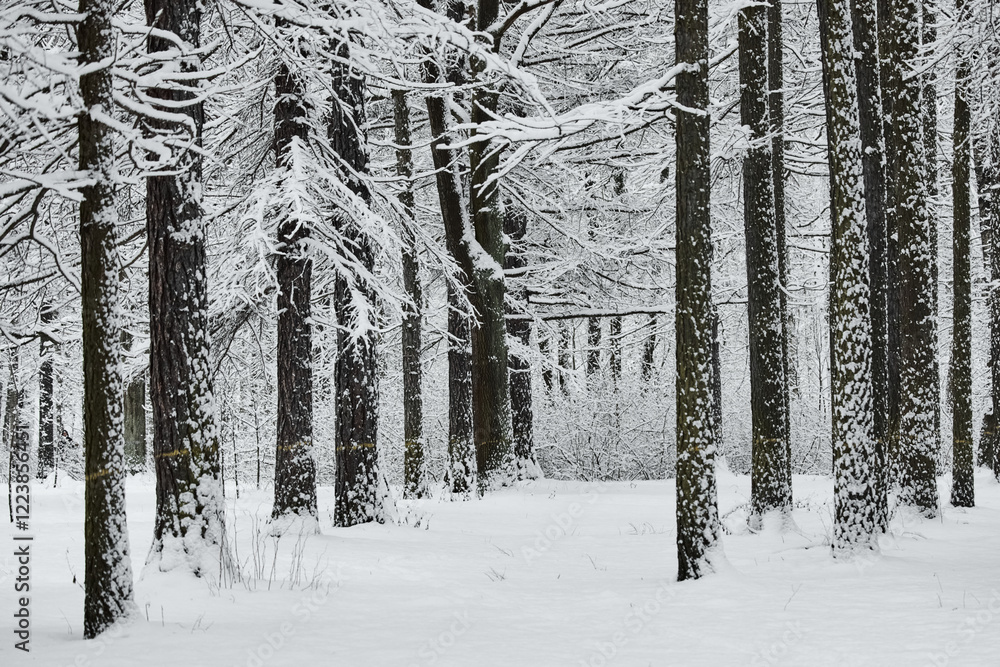Fototapeta premium The heavy snowfall in a wild park, winter fairy tale in the forest, snow-covered tree branches, large flakes of snow are slowly falling, nobody, snow storm, blizzard