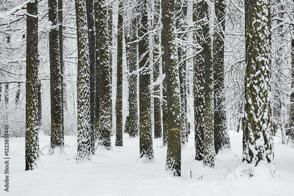 Fototapeta premium The heavy snowfall in a wild park, winter fairy tale in the forest, snow-covered tree branches, large flakes of snow are slowly falling, nobody, snow storm, blizzard
