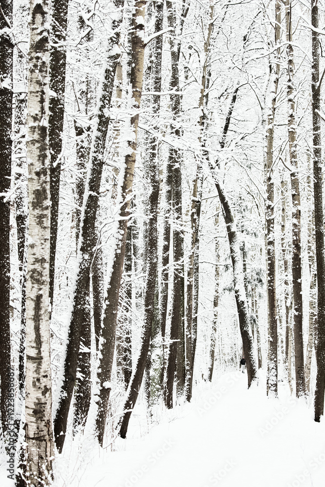 Fototapeta premium The heavy snowfall in a wild park, winter fairy tale in the forest, snow-covered tree branches, large flakes of snow are slowly falling, nobody, snow storm, blizzard