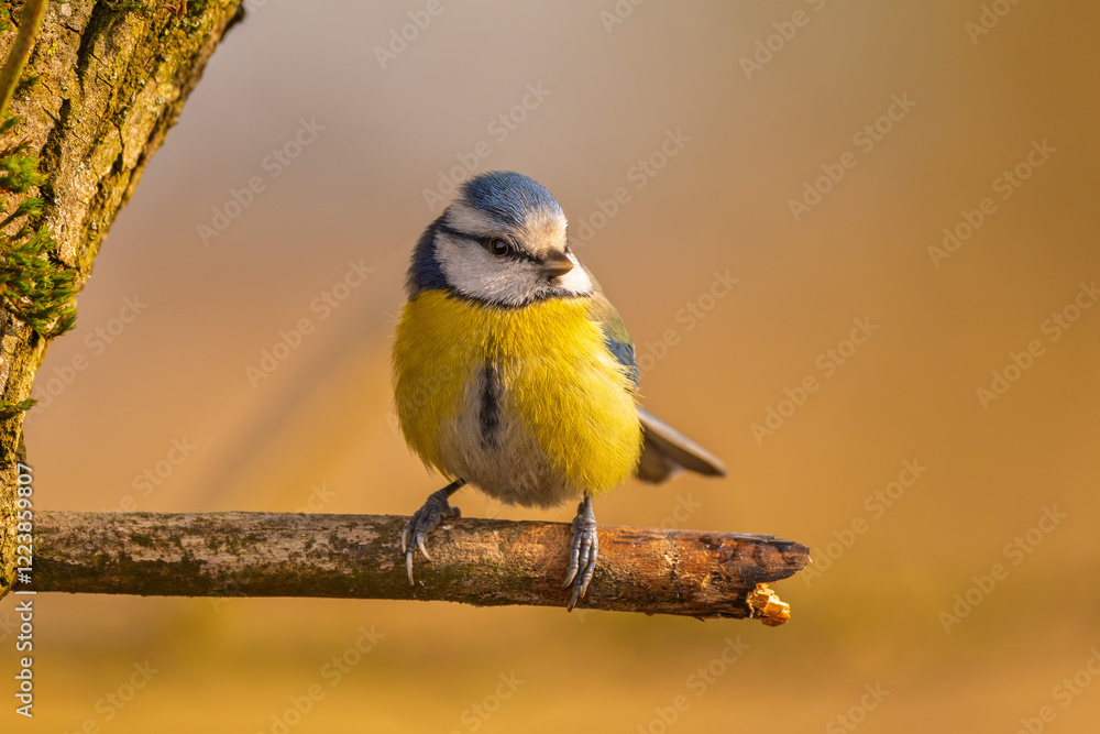 Blaumeise (blue tit) im Herbst, Winter auf einem Ast / Vogel Blaumeise (blue tit) im Herbst, Winter auf einem Ast / Vogel