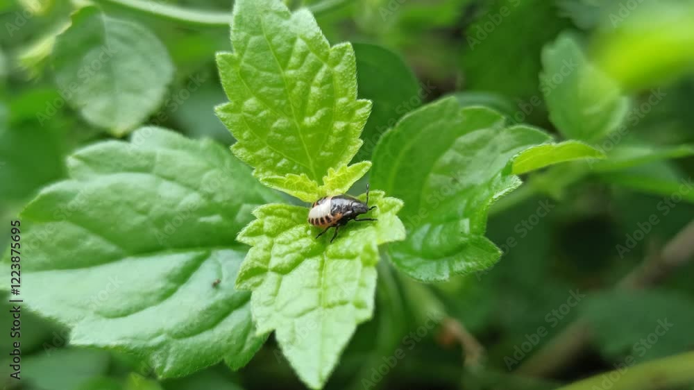 small insect in the garden small insect in the garden