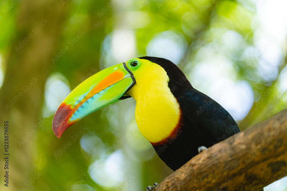 Keel-billed toucan perched on a tree branch in tropical forest Keel-billed toucan perched on a tree branch in tropical forest