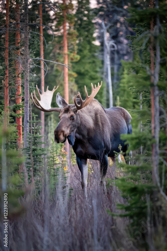A majestic moose stands in a dense forest at twilight.