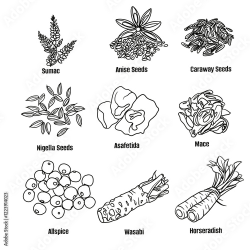 Hand drawn vector sketch set of Spices illustration line art, Sumac, Anise Seeds, Caraway Seeds, Nigella Seeds, Asafoetida, Mace, Allspice, Wasabi and Horseradish. Seasoning food design