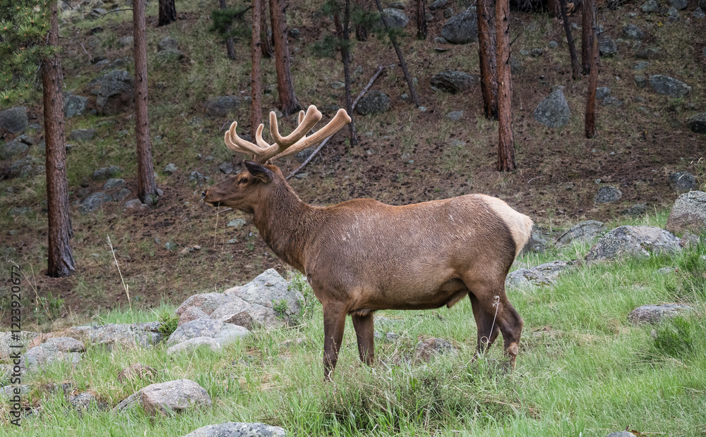 Fototapeta premium Elk contemplation