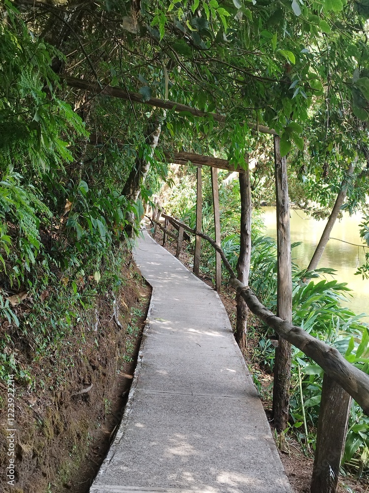 path in the woods costa rica path in the woods costa rica