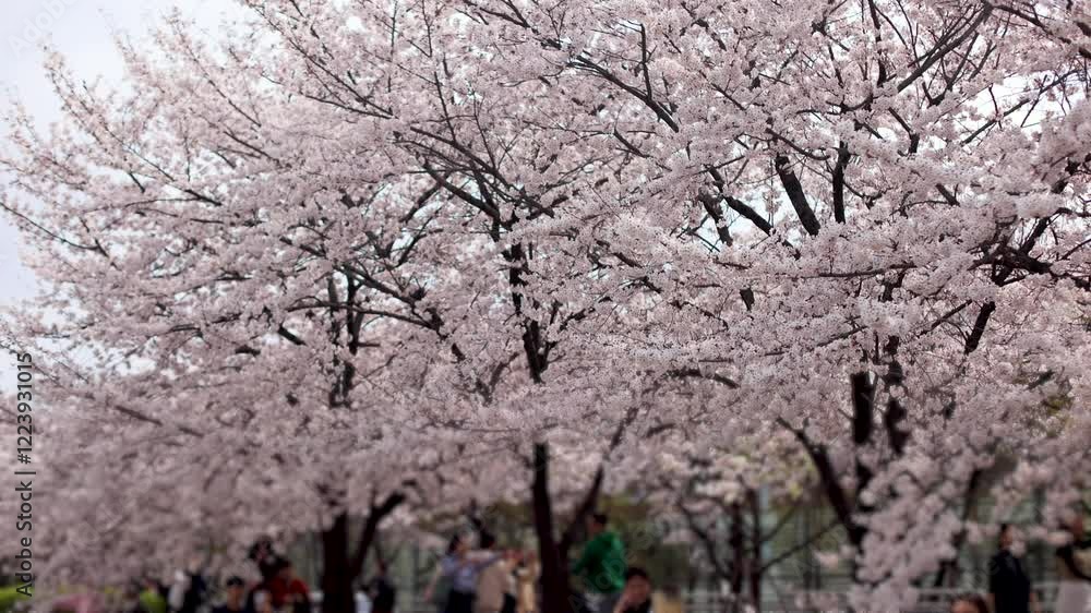 Cherry blossom in South Korea, blooming sakura cherry trees in the streets of Seoul, spring sunny day, Republic of Korea, pink Cherry blossoms, azalea and magnolia flowers, spring blossom season Cherry blossom in South Korea, blooming sakura cherry trees in the streets of Seoul, spring sunny day, Republic of Korea, pink Cherry blossoms, azalea and magnolia flowers, spring blossom season