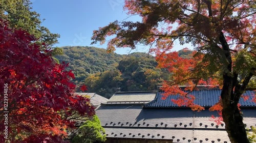 Stunning fall scenery at landscape garden in Shuzenji, Japan photo