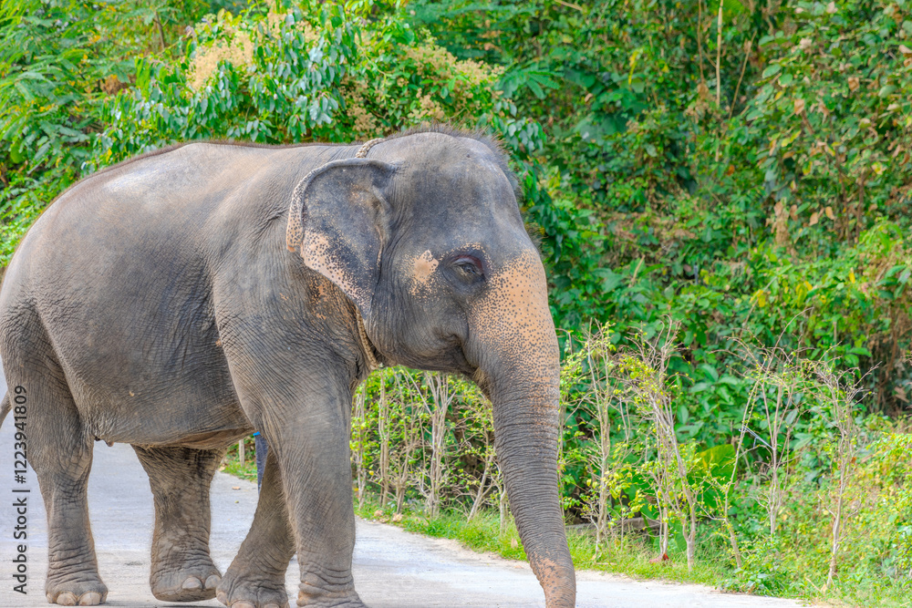 Fototapeta premium Elephants on Patong Beach Phuket Thailand beautiful turquoise blue waters on the white sand and long tail boats used for tourist