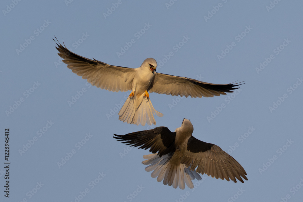 A couple of male white-tailed kites fighting, seen in the wild in North California. A couple of male white-tailed kites fighting, seen in the wild in North California.