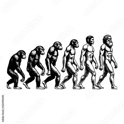 Human evolution engraving black and white outline. Scratch board imitation.
