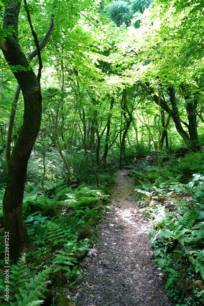 Fototapeta premium fine spring path in the refreshing forest