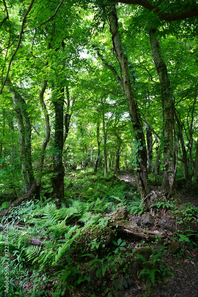 dense spring forest in the gleaming sunlight dense spring forest in the gleaming sunlight