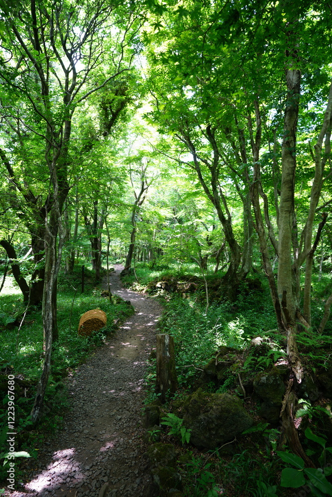 Fototapeta premium fine spring path in the refreshing forest