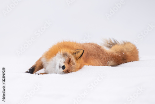 冬のキタキツネ