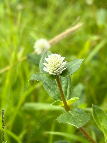 Gomphrena serrata flower in nature garden photo