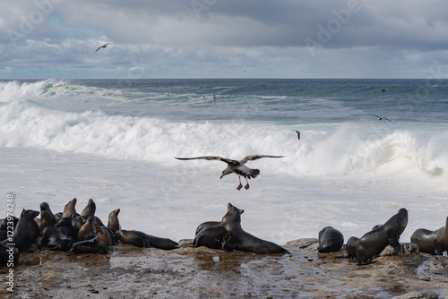 a group of sea lions and seagulls on the beach
