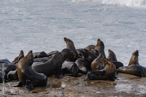 a group of sea lions on the beach