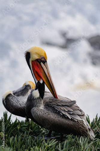pelicans on the rock by the beach