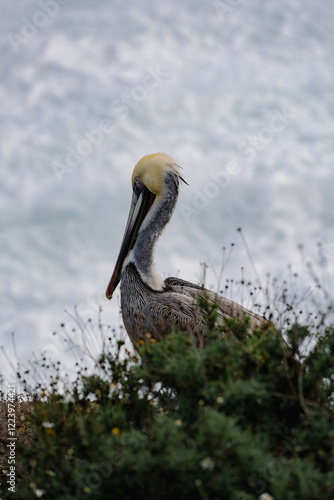 pelicans on the rock by the beach