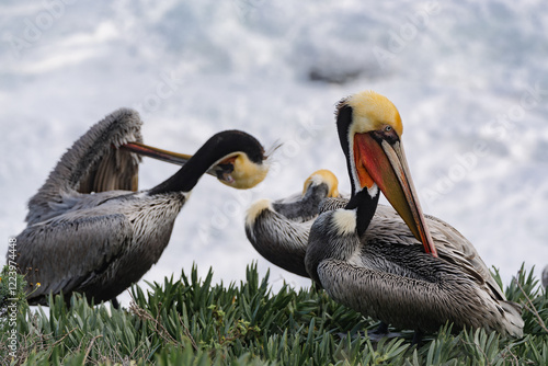 pelicans on the rock by the beach