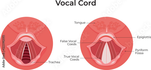 Vocal Cord Science Design Vector Illustration Diagram