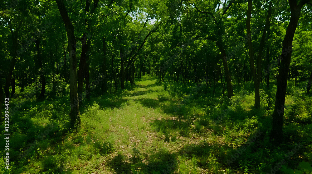 Sunlit forest path, nature trail, summer Sunlit forest path, nature trail, summer