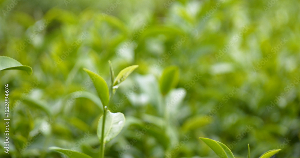 Green tea tree fresh leaves in eco herbal farm. Tree tea plantations in morning sun light. Freshness herbal natural garden farmland. Drinking organic relax heath plant. Green tea tree in farm Green tea tree fresh leaves in eco herbal farm. Tree tea plantations in morning sun light. Freshness herbal natural garden farmland. Drinking organic relax heath plant. Green tea tree in farm