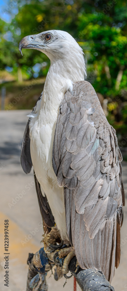 close up portrait of a Wild Eagle standing on perch at Patong Beach Phuket Thailand close up portrait of a Wild Eagle standing on perch at Patong Beach Phuket Thailand