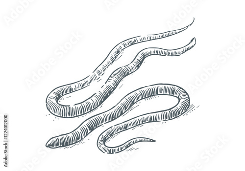 Nematodes hand drawn Illustration Sketch Vector Isolated