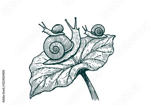 Snail hand drawn Illustration Sketch Vector Isolated
