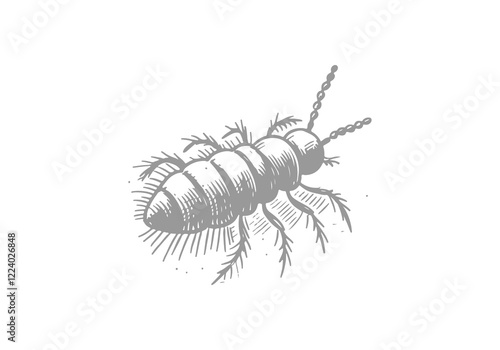 Springtail hand drawn Illustration Sketch Vector Isolated