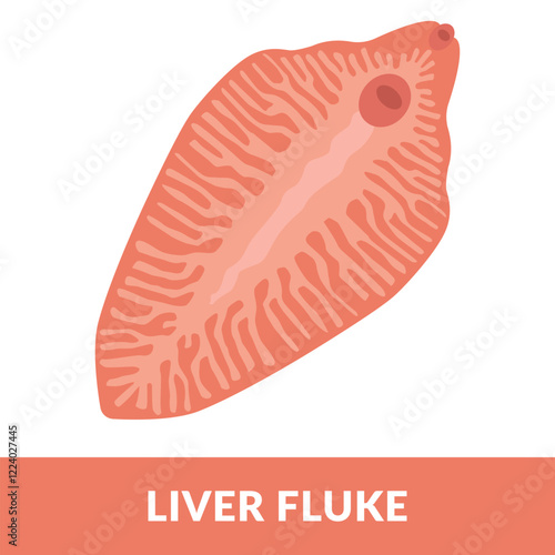 Fasciola hepatica  liver fluke Design Vector Illustration