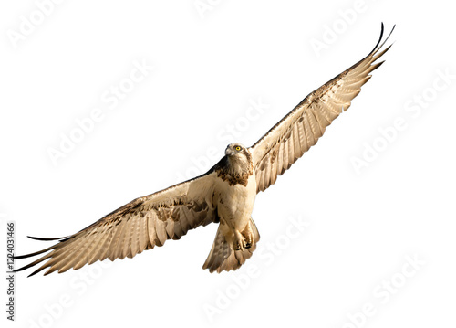 The Eastern Osprey ( Pandioncristatus ) in flight wings open, on an isolated background png