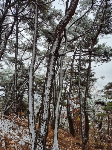 눈이 내린 겨울산의 풍경