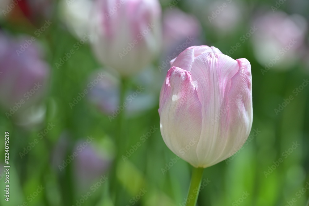 Close-up of pink tulips, showcasing a mix of pink and white petals. The pink tulips bloom in natural, soft sunlight, with green leaves forming a rich background. Close-up of pink tulips, showcasing a mix of pink and white petals. The pink tulips bloom in natural, soft sunlight, with green leaves forming a rich background.