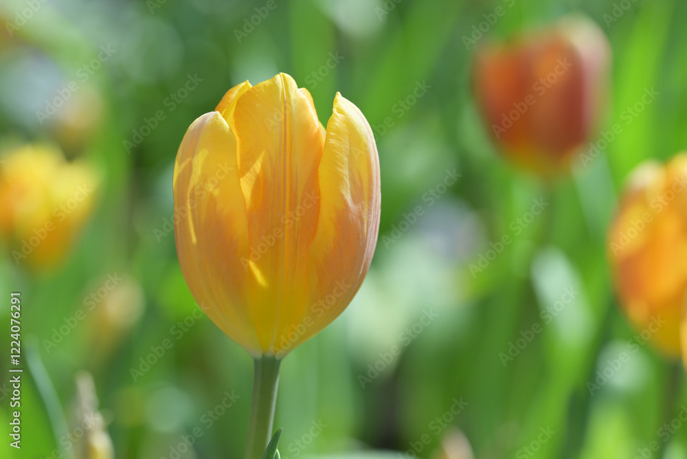 Close-up of yellow tulips. The yellow tulips bloom in natural soft sunlight with green leaves forming a rich background. Close-up of yellow tulips. The yellow tulips bloom in natural soft sunlight with green leaves forming a rich background.