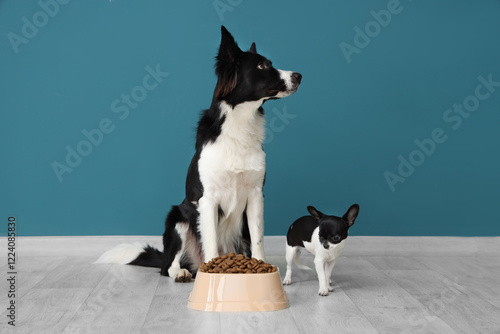 Photography Cute Border Collie and Chihuahua dogs with bowl of dry food near blue wall