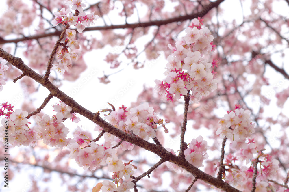 Stunning sakura cherry blossom photos capturing Japan's breathtaking spring landscapes, vibrant flowers, and iconic scenery. Stunning sakura cherry blossom photos capturing Japan's breathtaking spring landscapes, vibrant flowers, and iconic scenery.