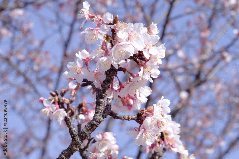 Stunning sakura cherry blossom photos capturing Japan's breathtaking spring landscapes, vibrant flowers, and iconic scenery. Stunning sakura cherry blossom photos capturing Japan's breathtaking spring landscapes, vibrant flowers, and iconic scenery.