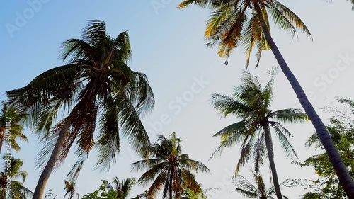 Coconut Trees in the Breeze at the beach on a sunny day