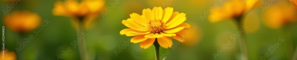 Soft yellow petals of Zinnia flower in a garden, gently swaying, , nature scenes Soft yellow petals of Zinnia flower in a garden, gently swaying, , nature scenes
