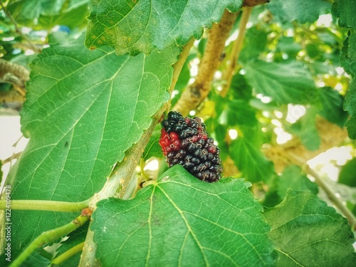  Morus alba L. or murbei fruit at the tree. has a sour and sweet taste. can be used for jam photo