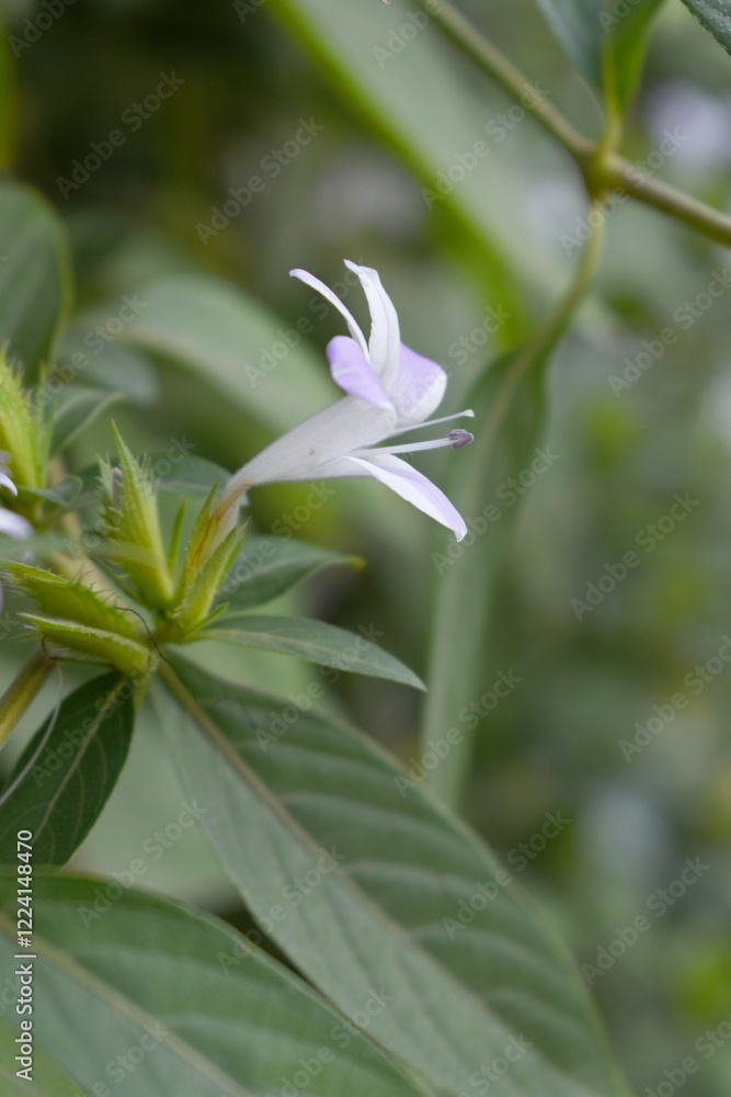 Fototapeta premium Crested Philippine violet or Bluebell barleria (Barleria cristata Lavender Lace) rare variety wild flower medicinal plant, close up, Barleria Cristata Lavender Lace Flowers With Leaves In Garden,