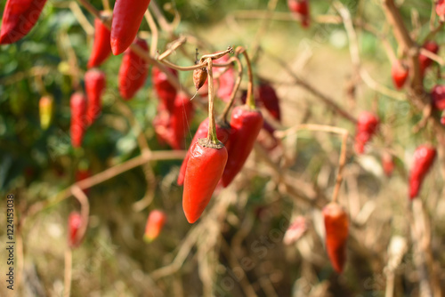 dried red chili vegetable on plant closeup, chili plants in organic farming, Chilies closeup in field, red chili plant in a farmer's field, dried red chili on a plant in Chakwal, Punjab, Pakistan photo