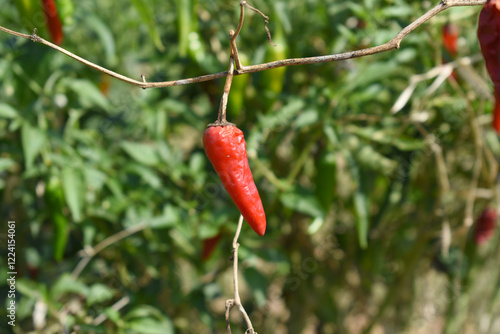 dried red chili vegetable on plant closeup, chili plants in organic farming, Chilies closeup in field, red chili plant in a farmer's field, dried red chili on a plant in Chakwal, Punjab, Pakistan photo