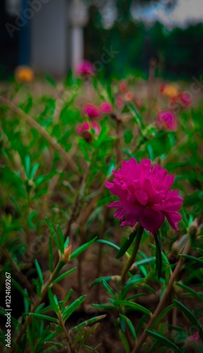 pink flowers in the garden